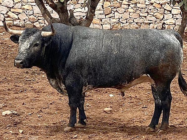 Los toros para La Corrida de la Prensa