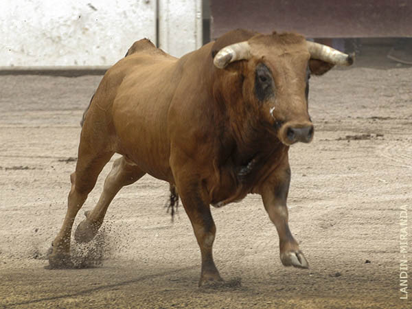 A la arena un colorado de San Isidro