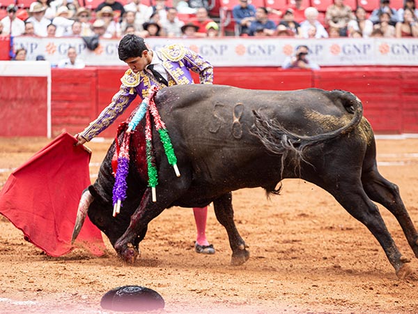 Crdeno de gran caja