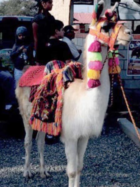 Domstico en los andes peruanos