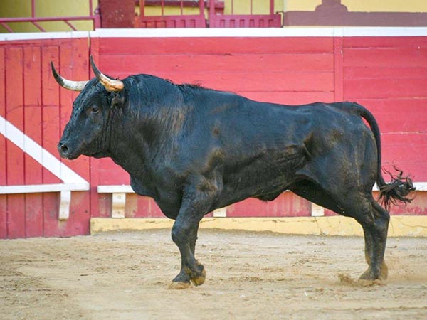 Un negro con percha