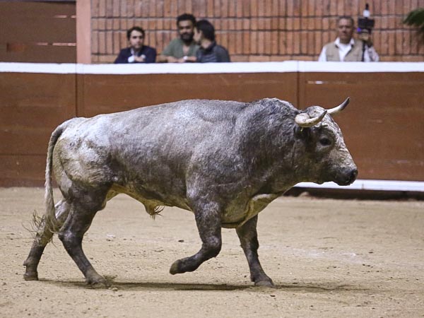 Crdeno enmorrillado