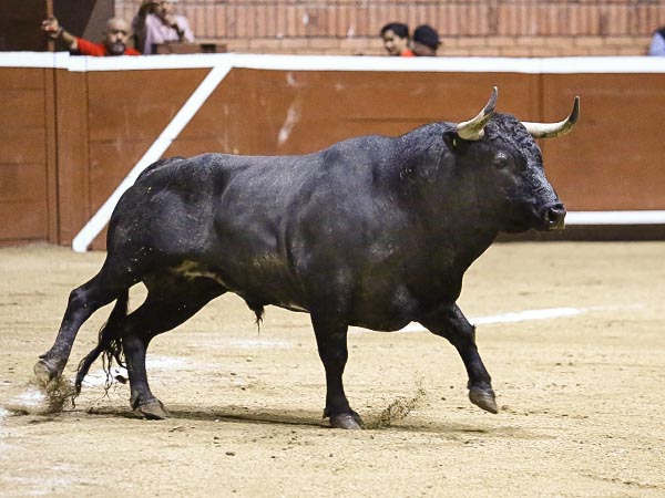 Trapo de Campo Hermoso