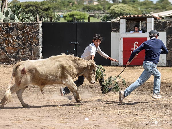 El ejemplar se saca por colleras