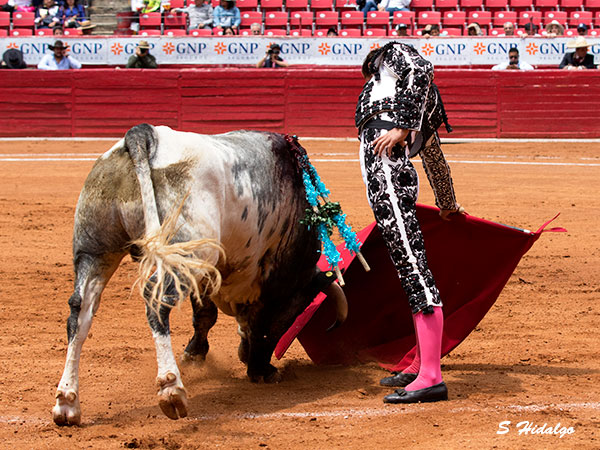 Metido en la muleta