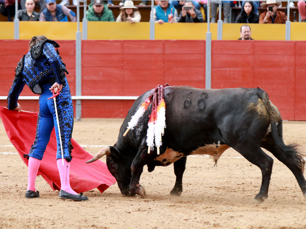 Toro de El Vergel