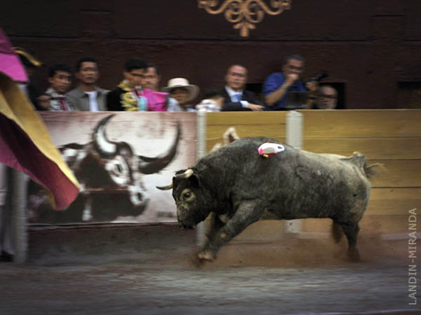 Pelea de toros... Virtual y real