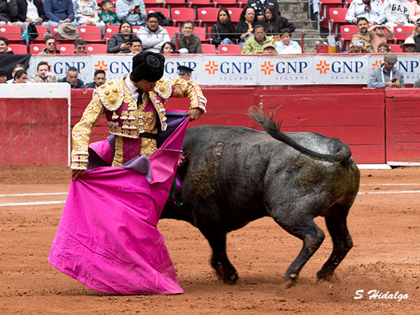 Ajustada y torera chicuelina