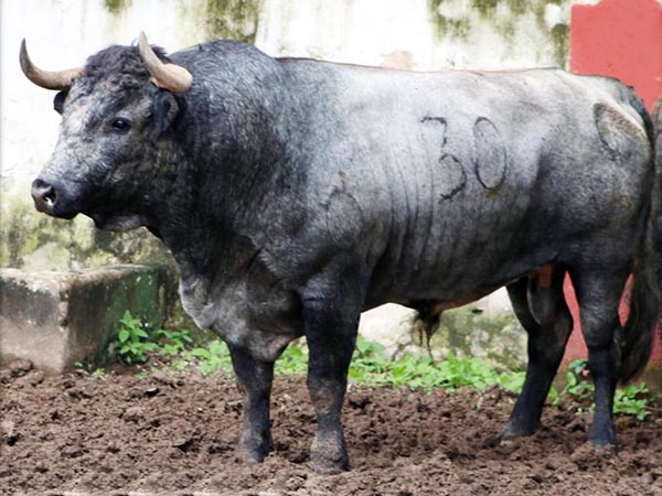 Reseñan toros de La Estancia para Mérida