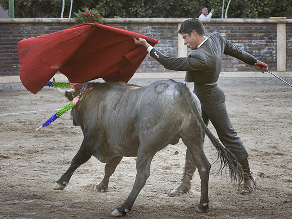 Abrochando el buen torero