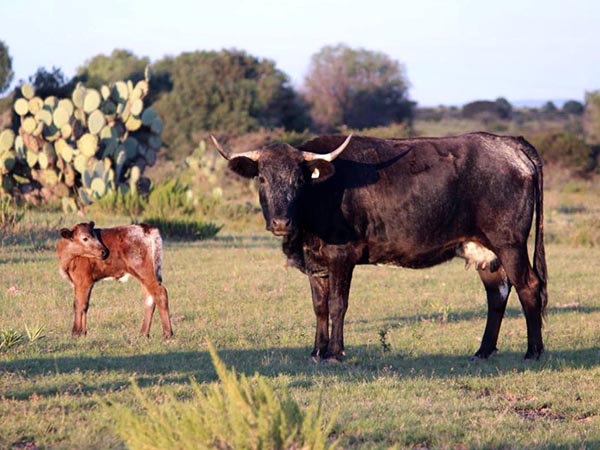 La vaca No. 28, ya cargada