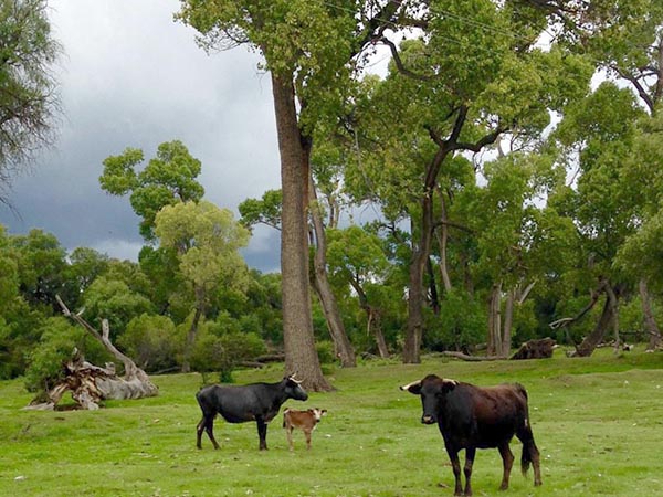 La paz del campo bravo ojuelense