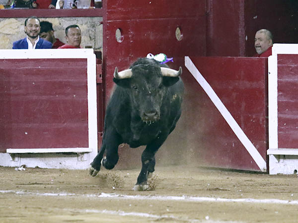 Salta a la arena el negro