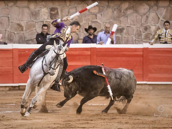 El tordo por muleta