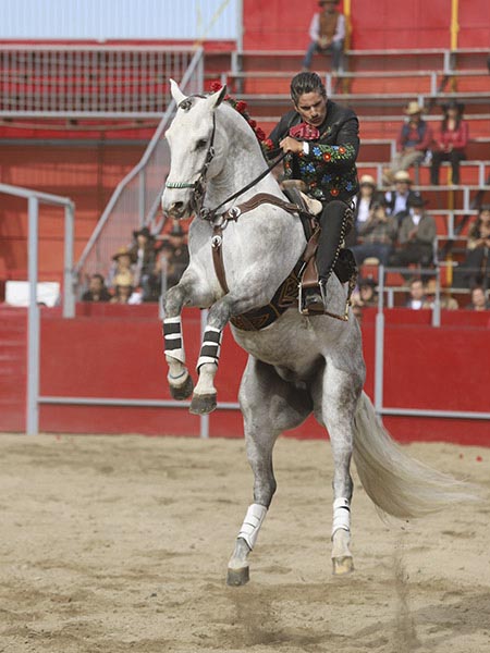 Alarde de mando en el tordo