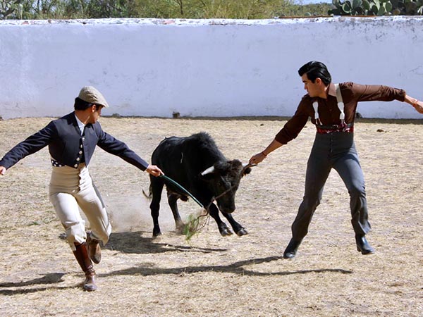 Protocolo en la tienta de machos