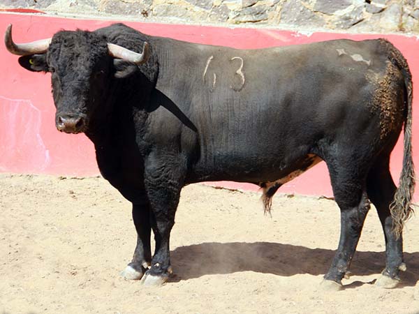 Toros No. 63