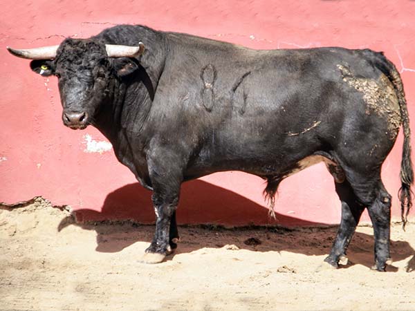 Toro Nmero 86 (rejones, reserva)