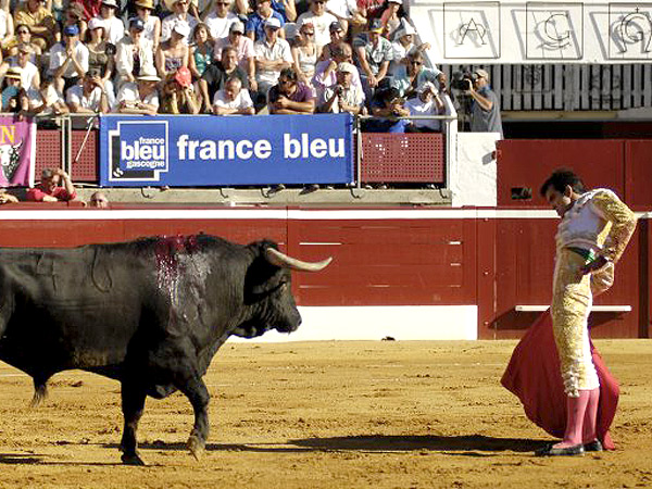 El toro vena andando