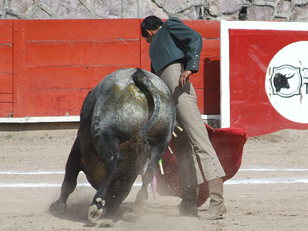 Fundidos, toro y torero