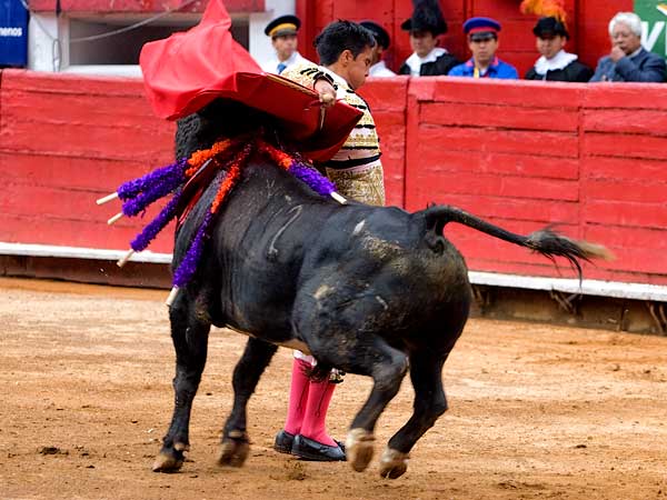 Comprometida bernadina