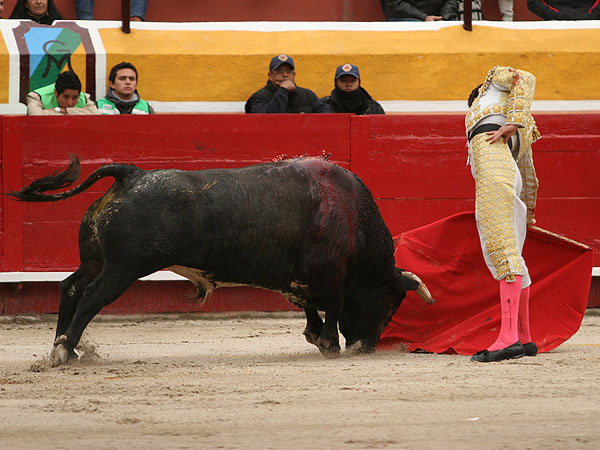 De vuelta al toro