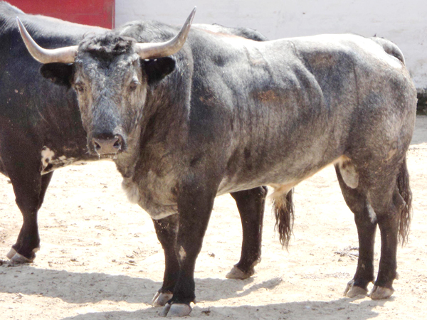 No. 46, crdeno claro, 490 kg.