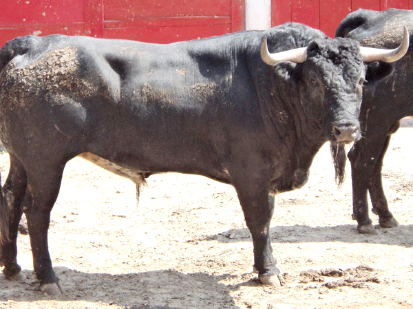 No. 85, negro entrepelado, 505 kg.