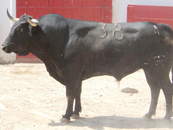 No. 38, negro zaino, 530 kg.