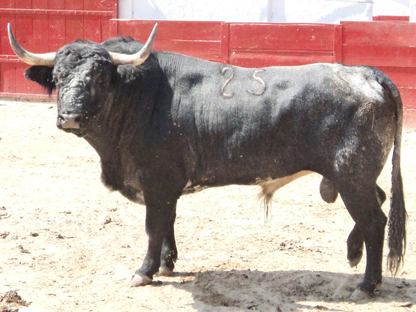 No. 25, crdeno oscuro, 505 kg.