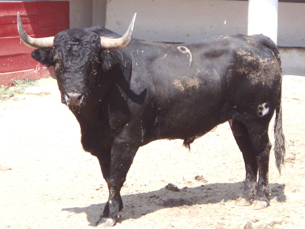 No. 9, negro bragado, 520 kg.