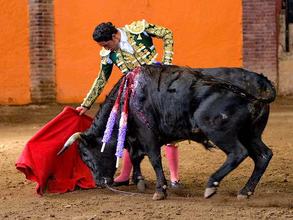 Verdn y un gran novillo