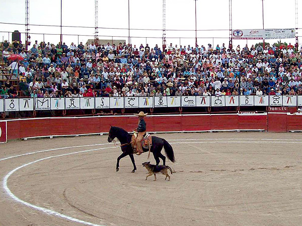 Perro fiel (3a. finalista)