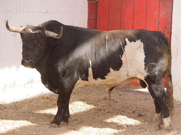 No. 1, negro mulato jirn, 484 kg.