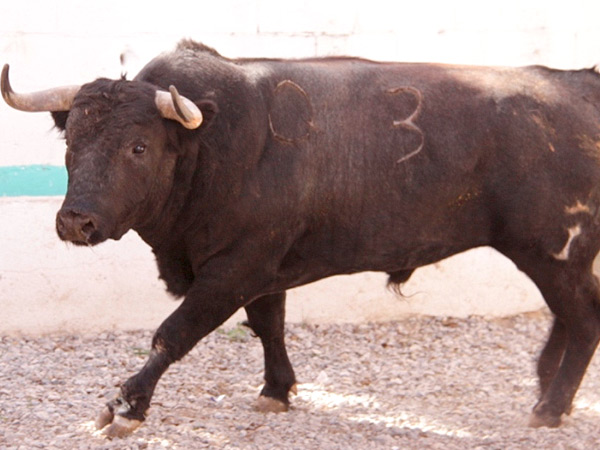 No. 3, negro entrepelado, 465 kg.