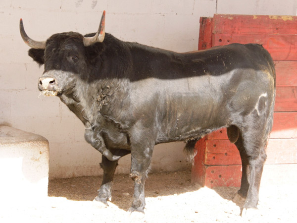 No. 17, negro mulato listn, 487 kg