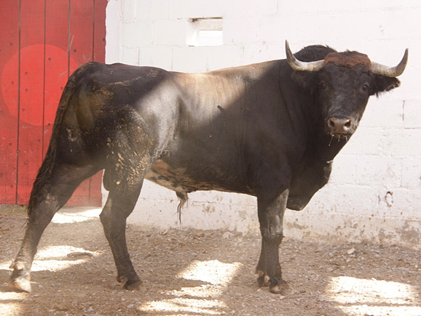 No. 30, negro mulato listn, 472 kg