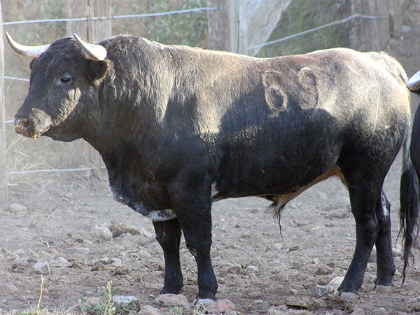 No. 69, crdeno bragado, 451 kg.