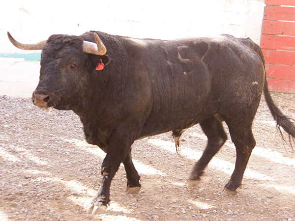 No. 152, negro entrepelado, 479 kg.