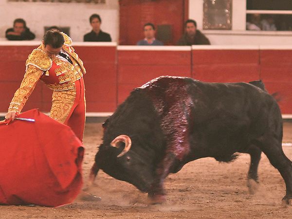 Cort la nica oreja de la noche