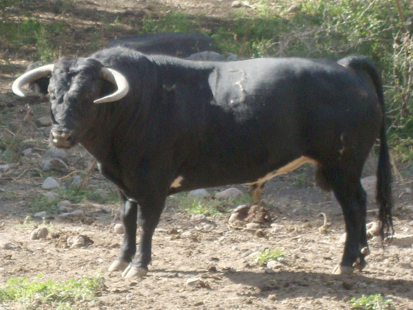 No. 13, negro bragado