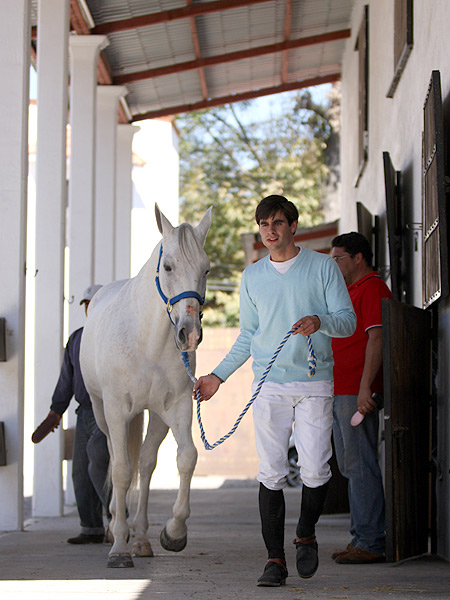 Uno de los caballos