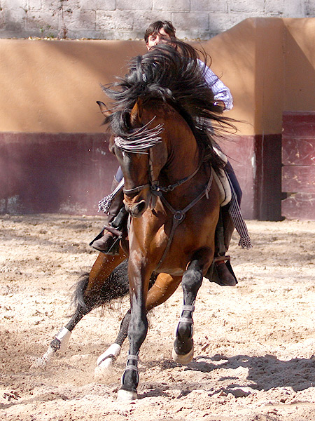 Un centauro