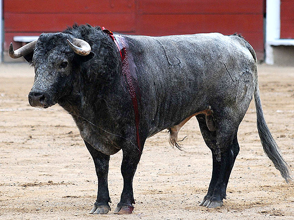 El toro mereci la vuelta