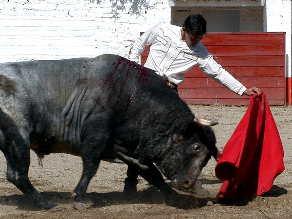 El toro tenda a defenderse