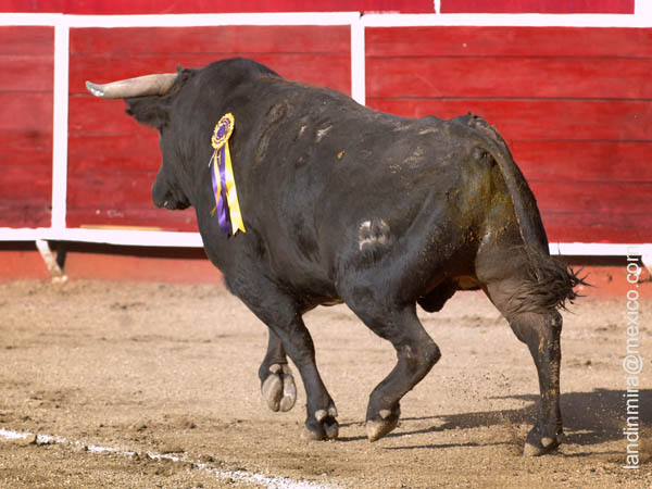 Arranca la primera de Feria