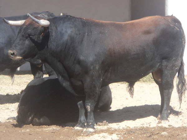 No. 247, negro muletao, 485 kg.