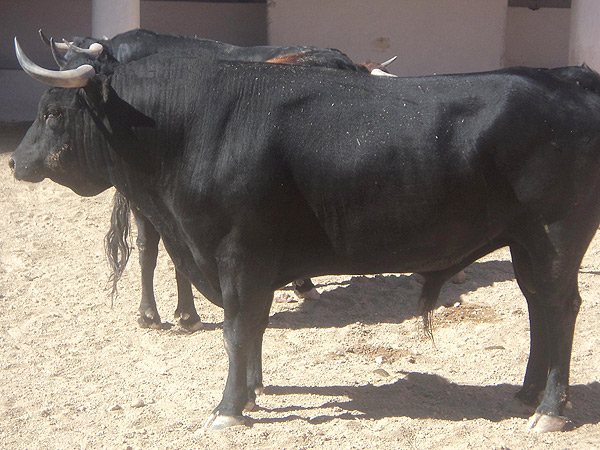 No. 238, negro zaino, 500 kg.