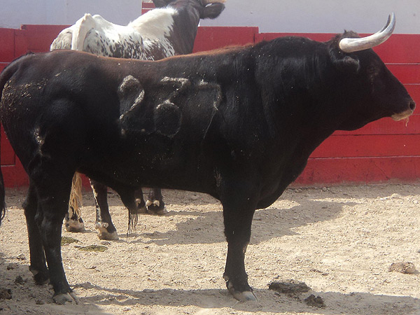 No. 237, negro mulato, 475 kg.