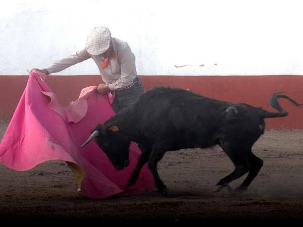 Prendida a los vuelos del capote